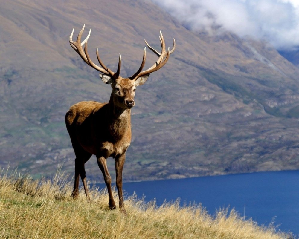 Олень бежит