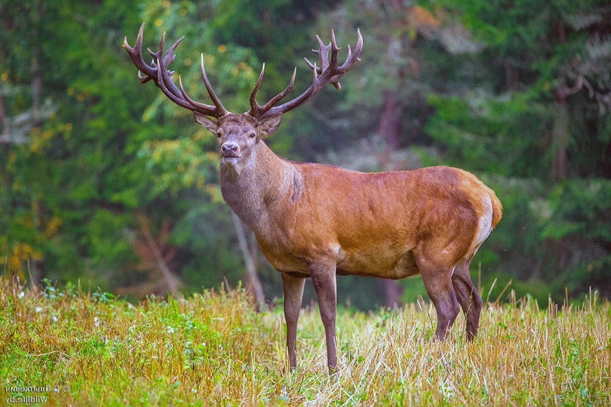 Марал в горах Алтая