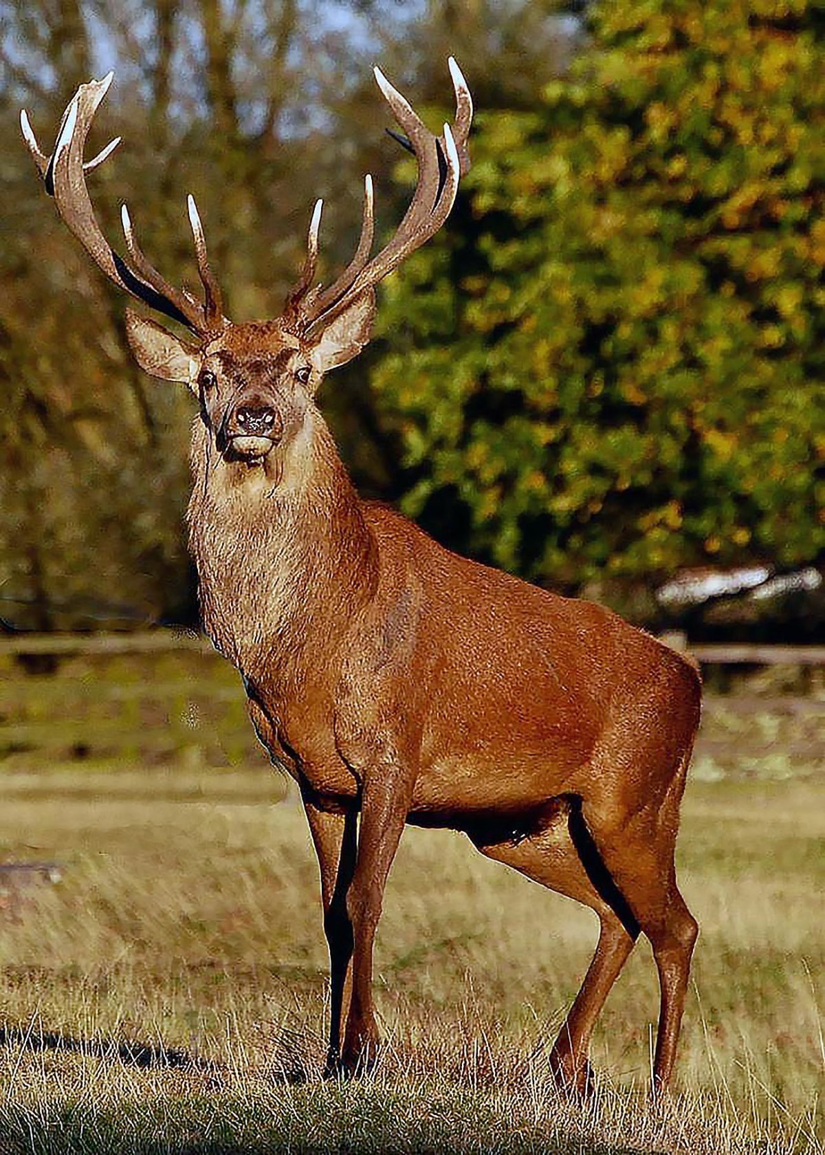 Благородный олень с пантами 5 букв сканворд