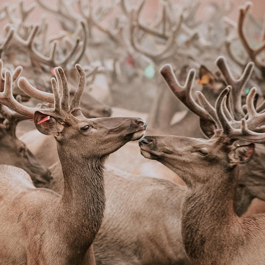 Новоселов. Санькин Марал.