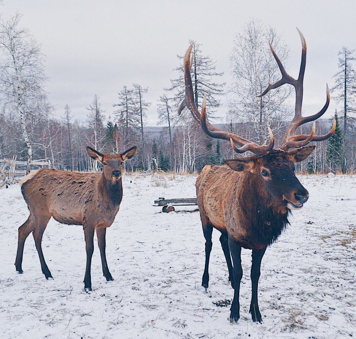 Алтайский олень Марал