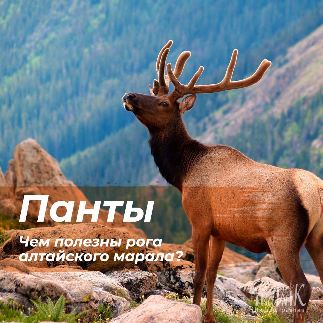 Алтайский Марал панты