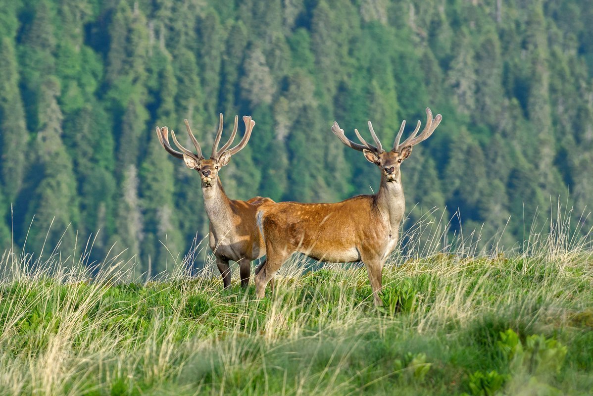 Анимированный олень