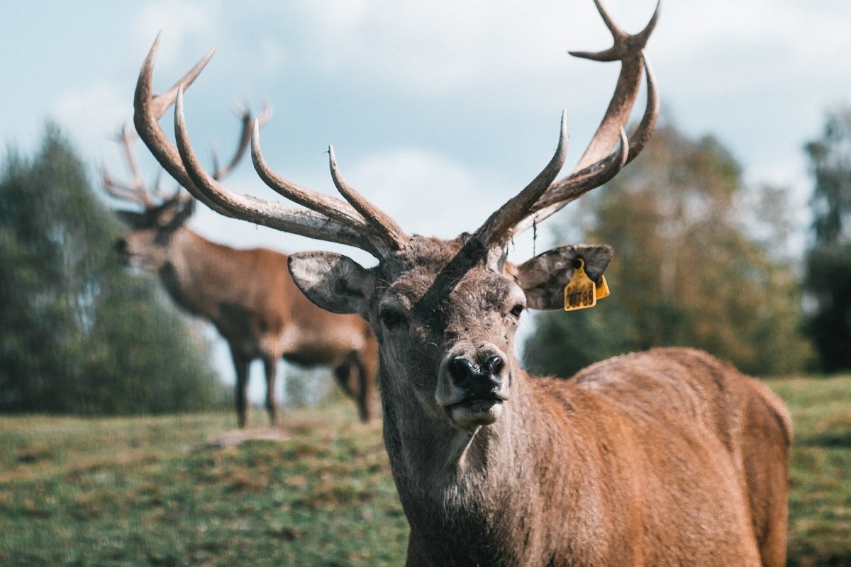 Шутки про оленей