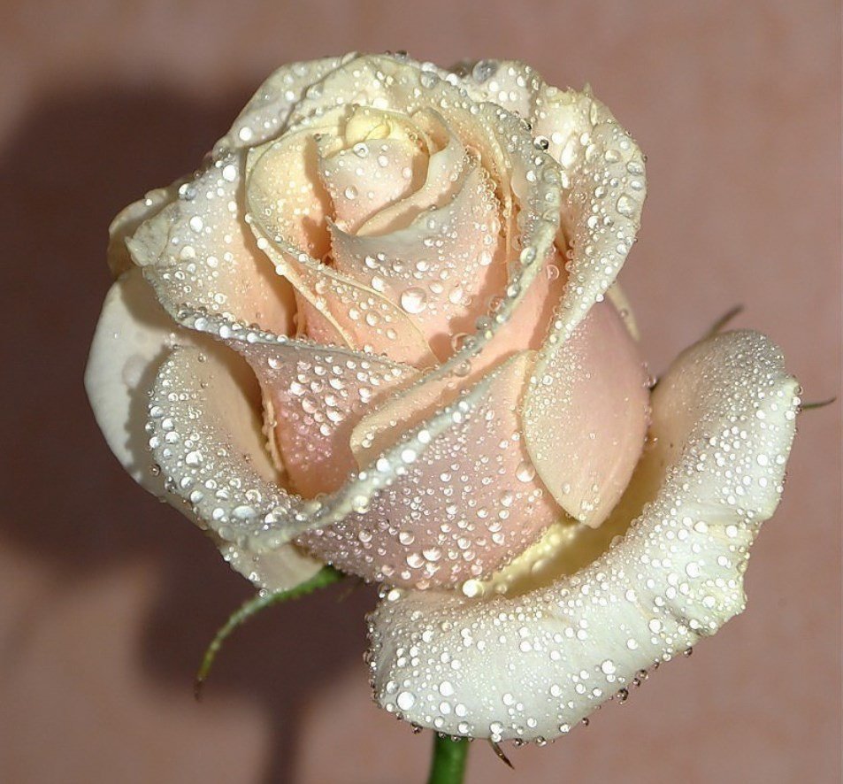 Розы с блестками