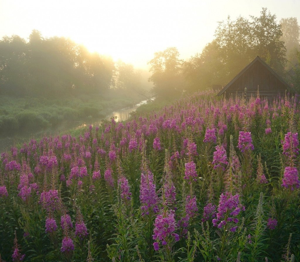 Иван-чай (кипрей)