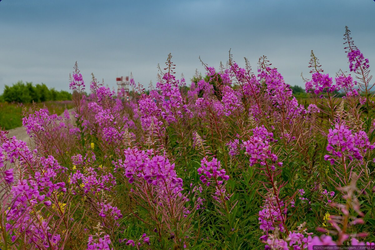Иван чай Арктический