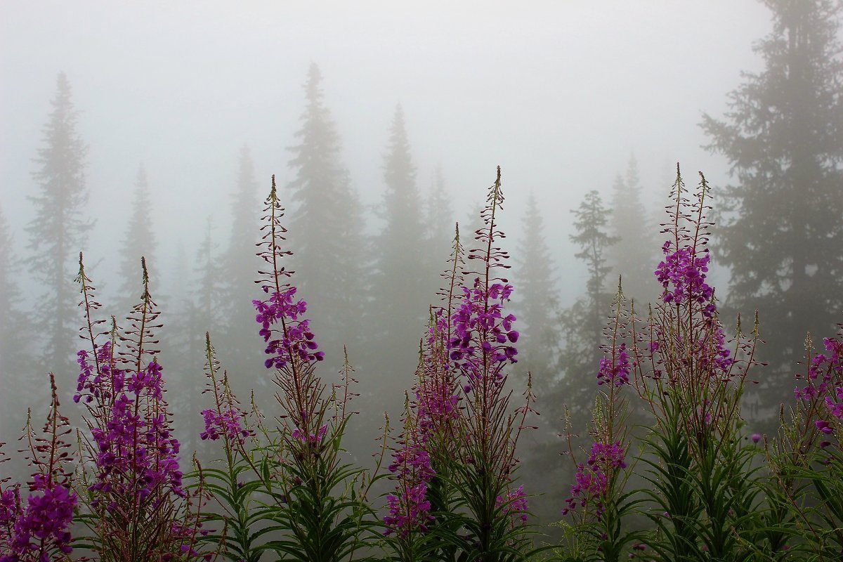 Иван чай ареал