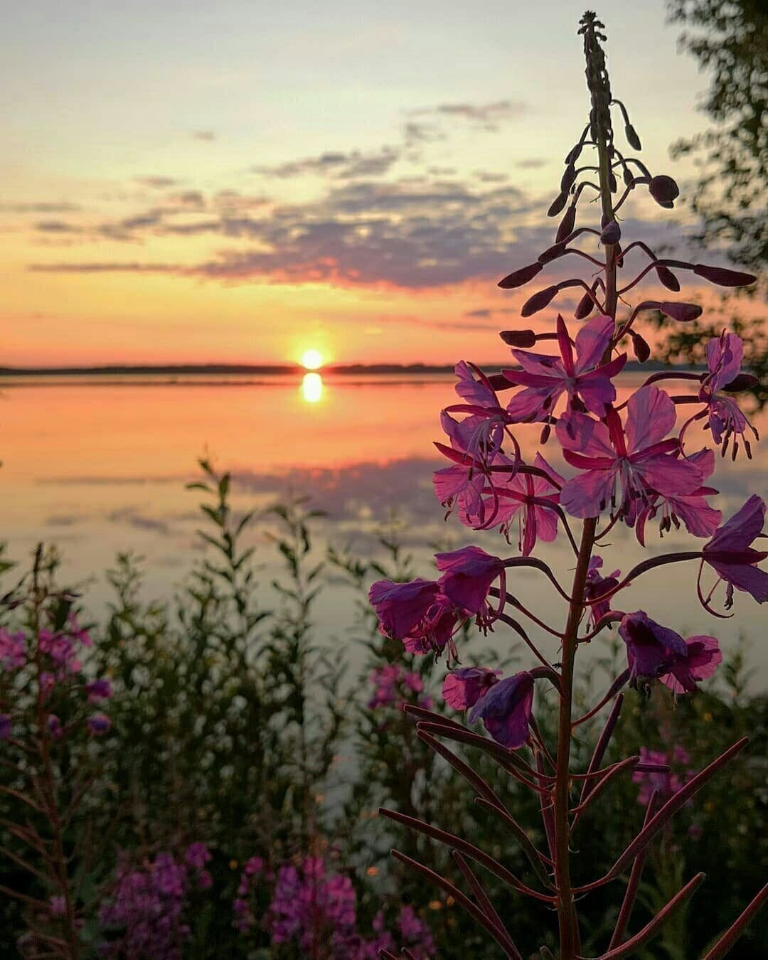 Иван чай в Воркуте