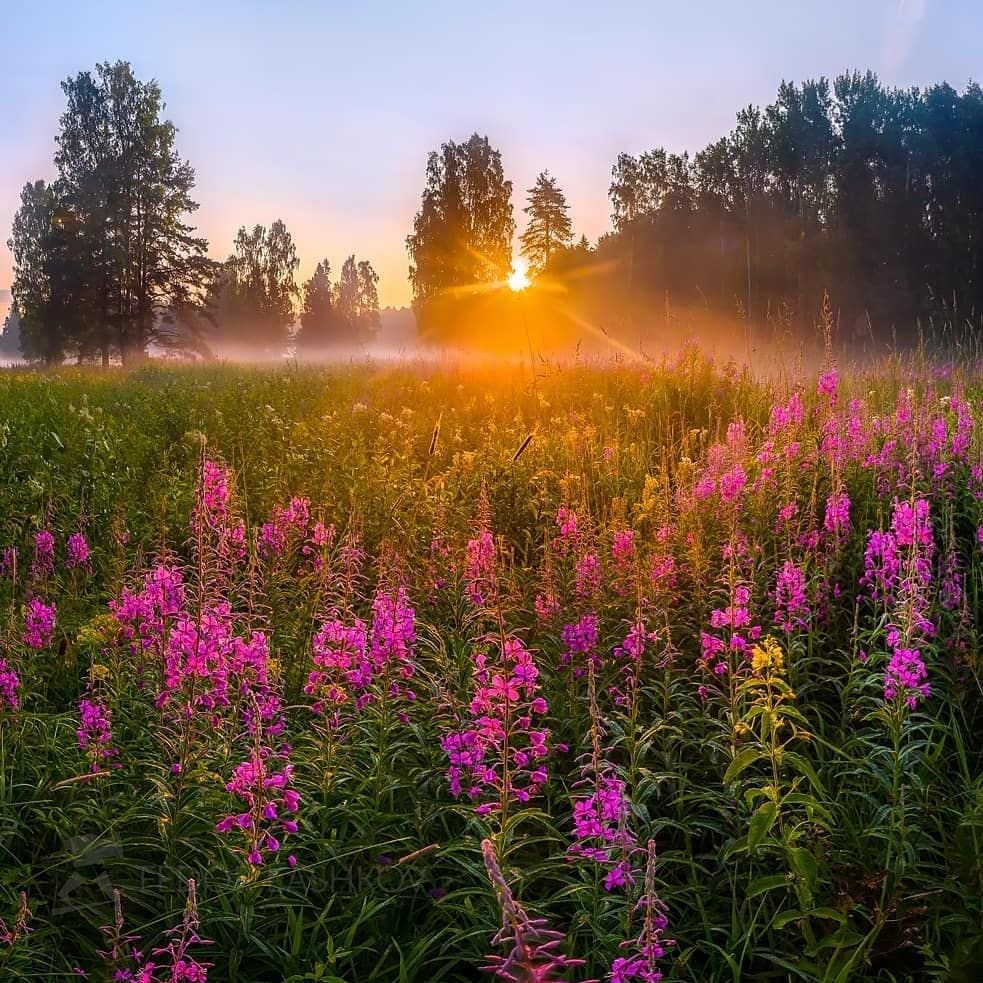 Цветущий луг Иван чай Россия