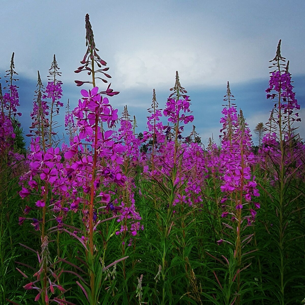 Фотосессия в поле с Иван чаем