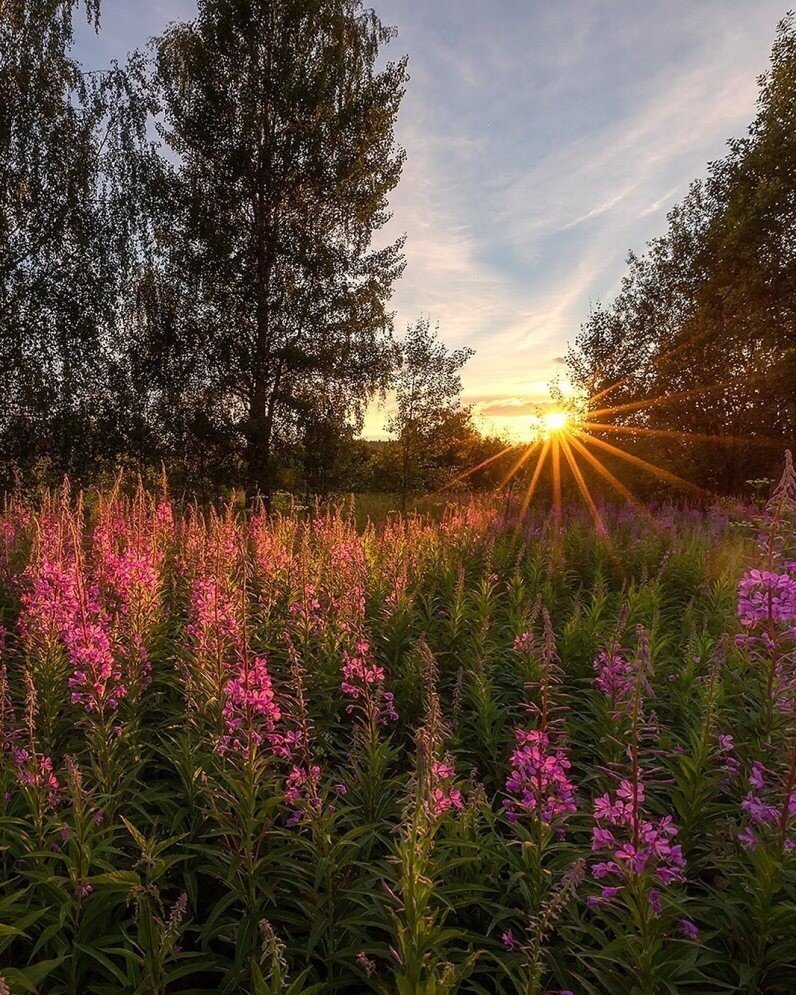 Иван-чай узколистный