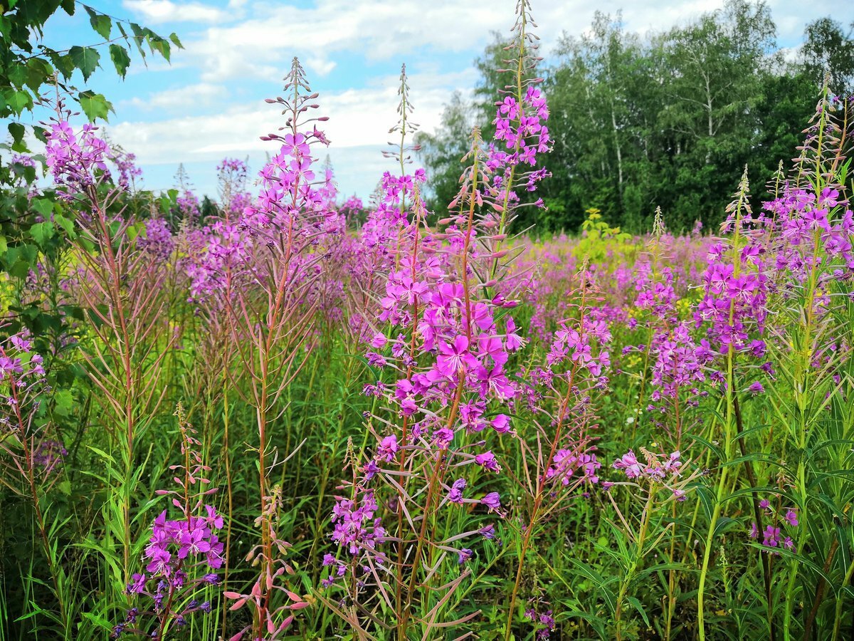 Иван-чай (кипрей)