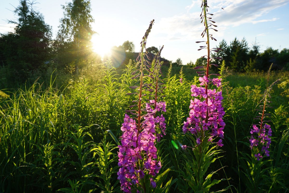 Иван чай цветение