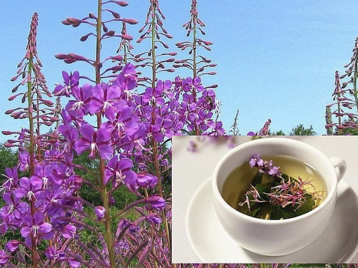 Соловки Иван чай