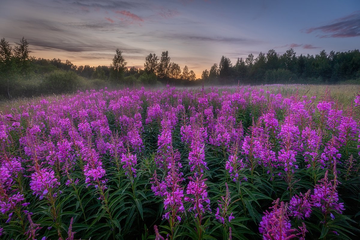 Иван чай Кружка