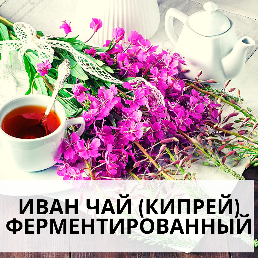 Иван чай картинки фото