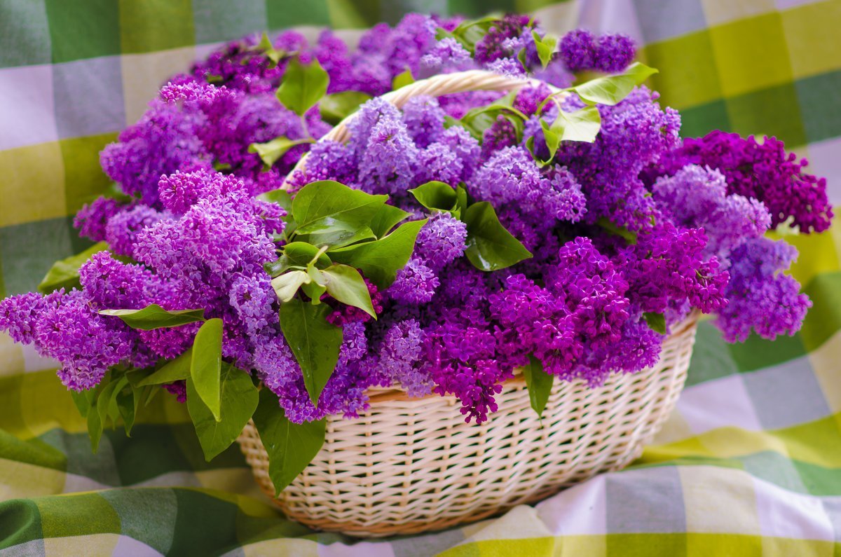 Шикарный букет сирени