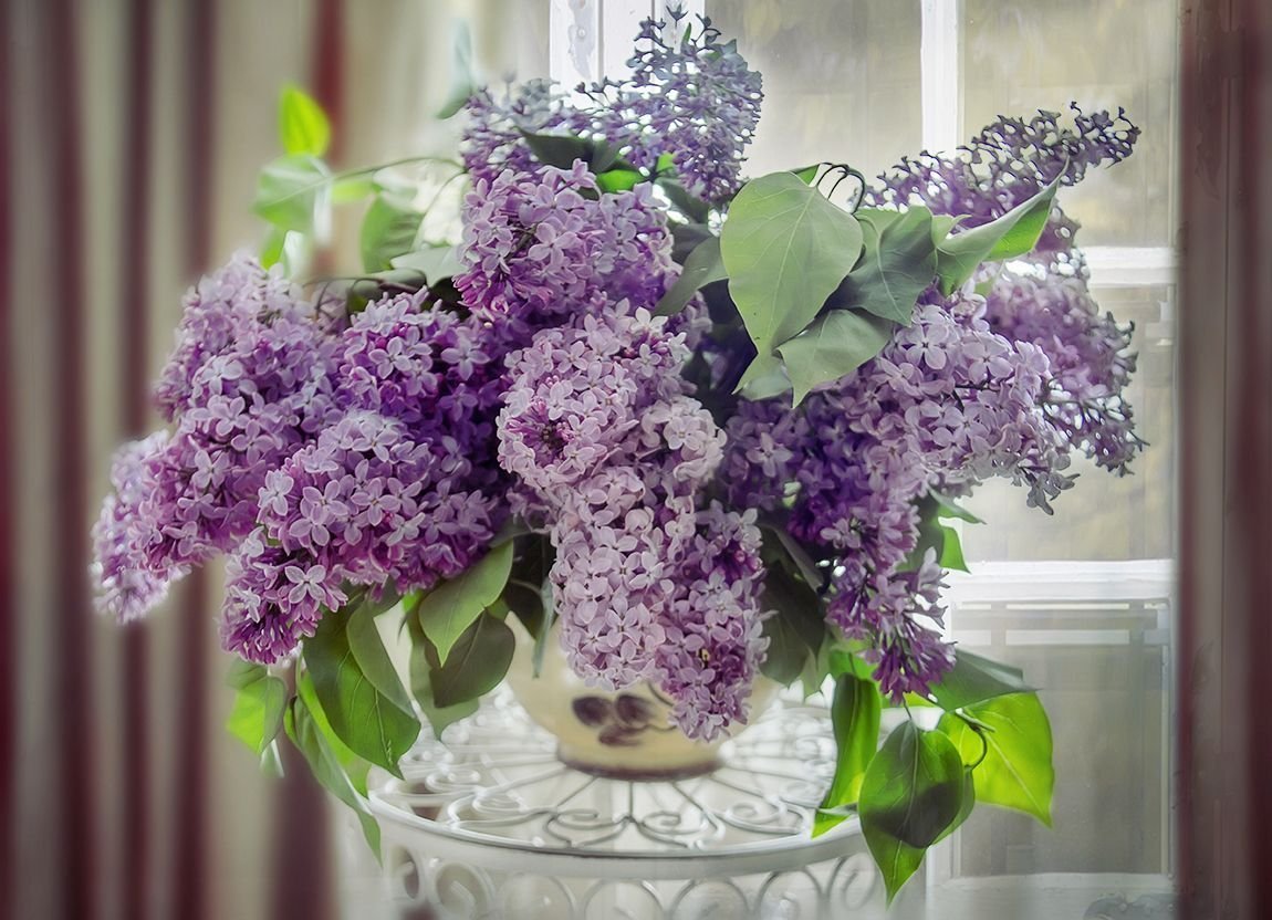 Сирень Нина