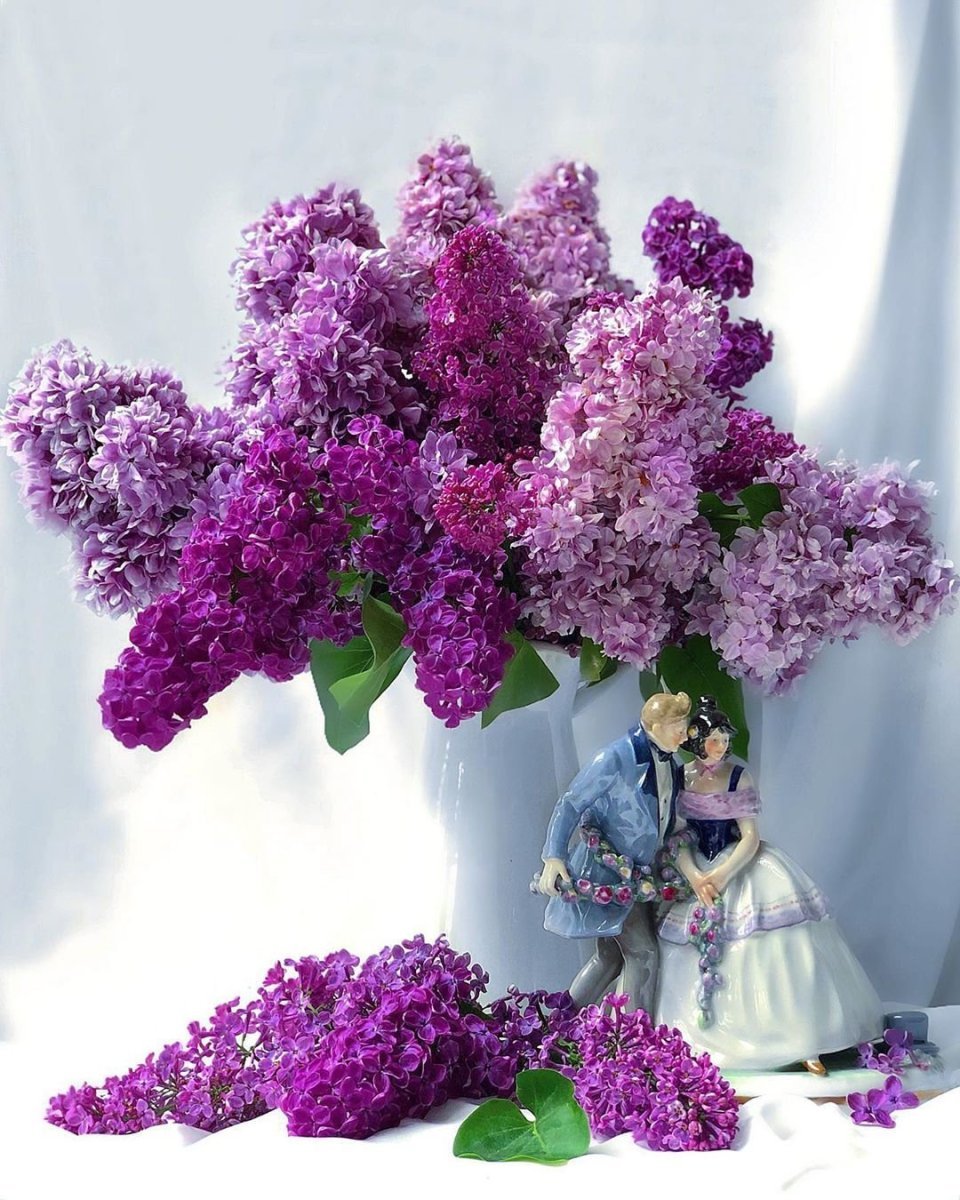 Сирень Хелен