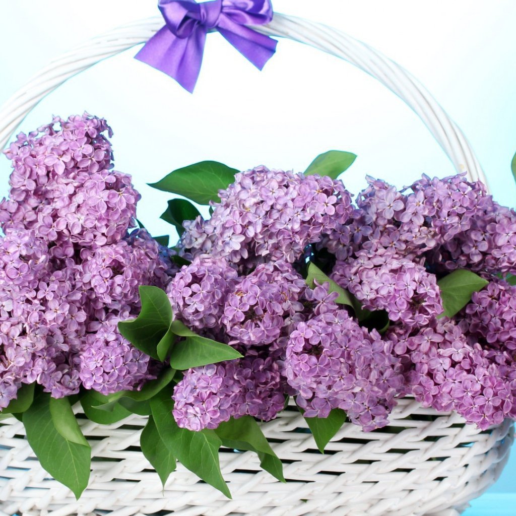 Милетто сирень