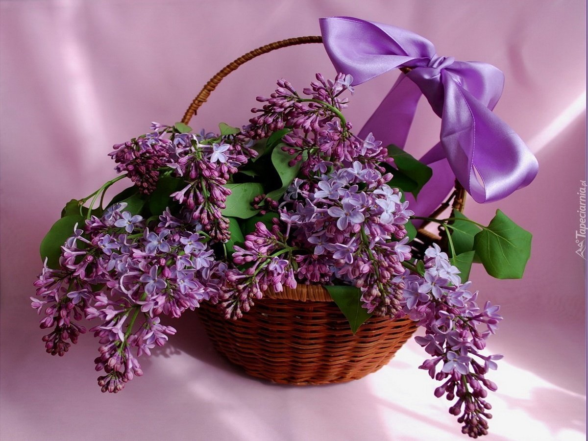 Охапка сирени