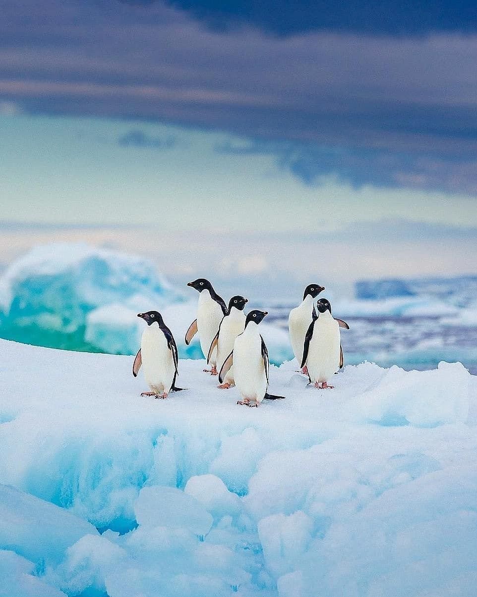 Арктика рисунок