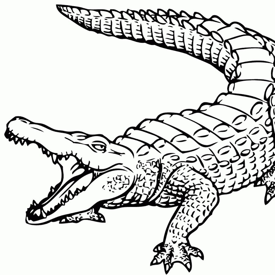 Раскраска крокодил