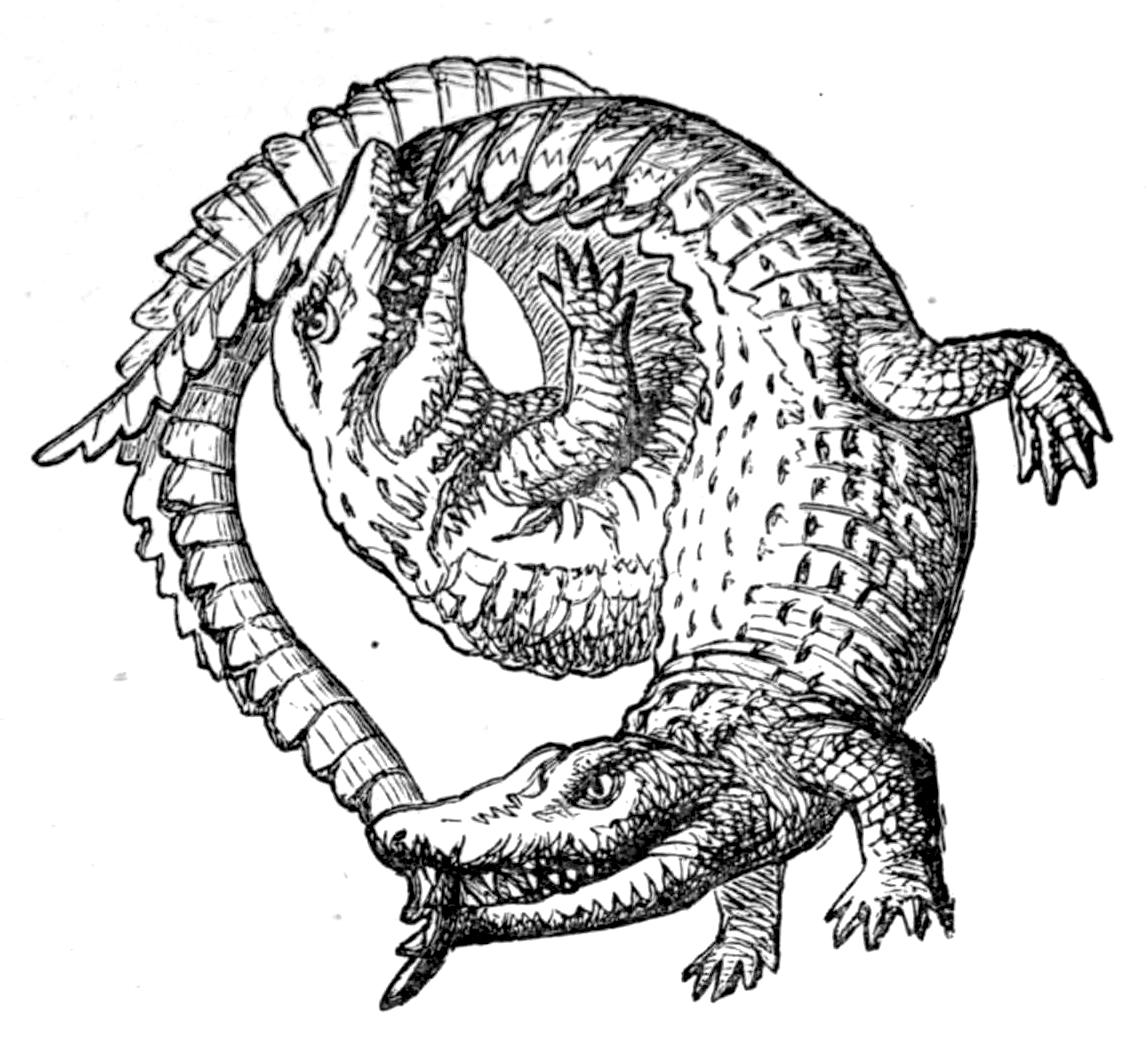 Крокодил эскиз