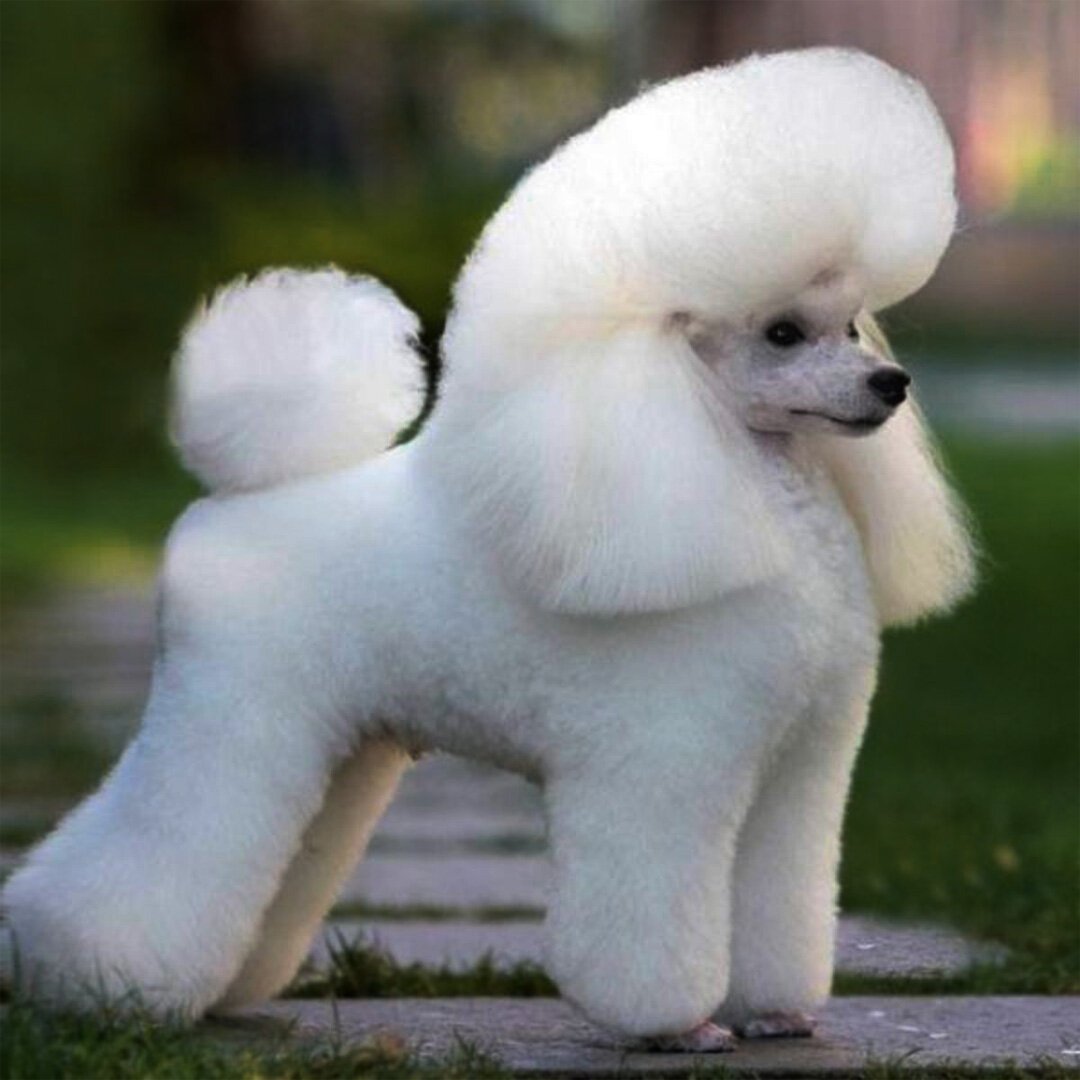 Карликовый пудель