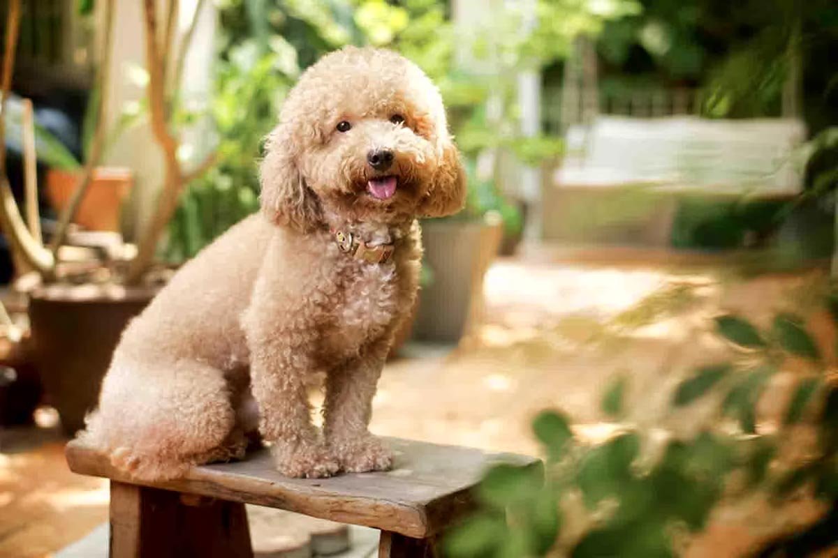 Пудель карликовый золотистый