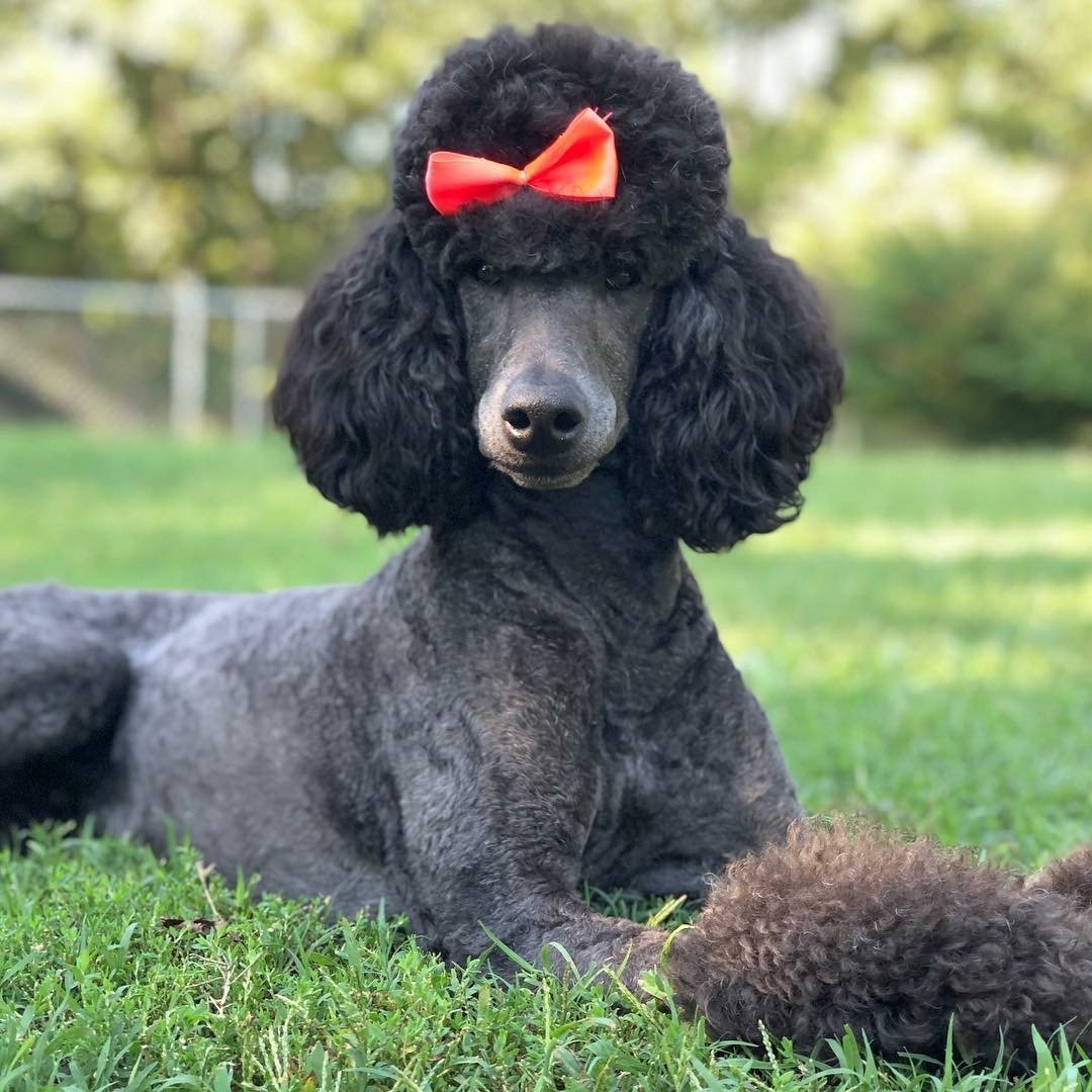 Королевский пудель розовый