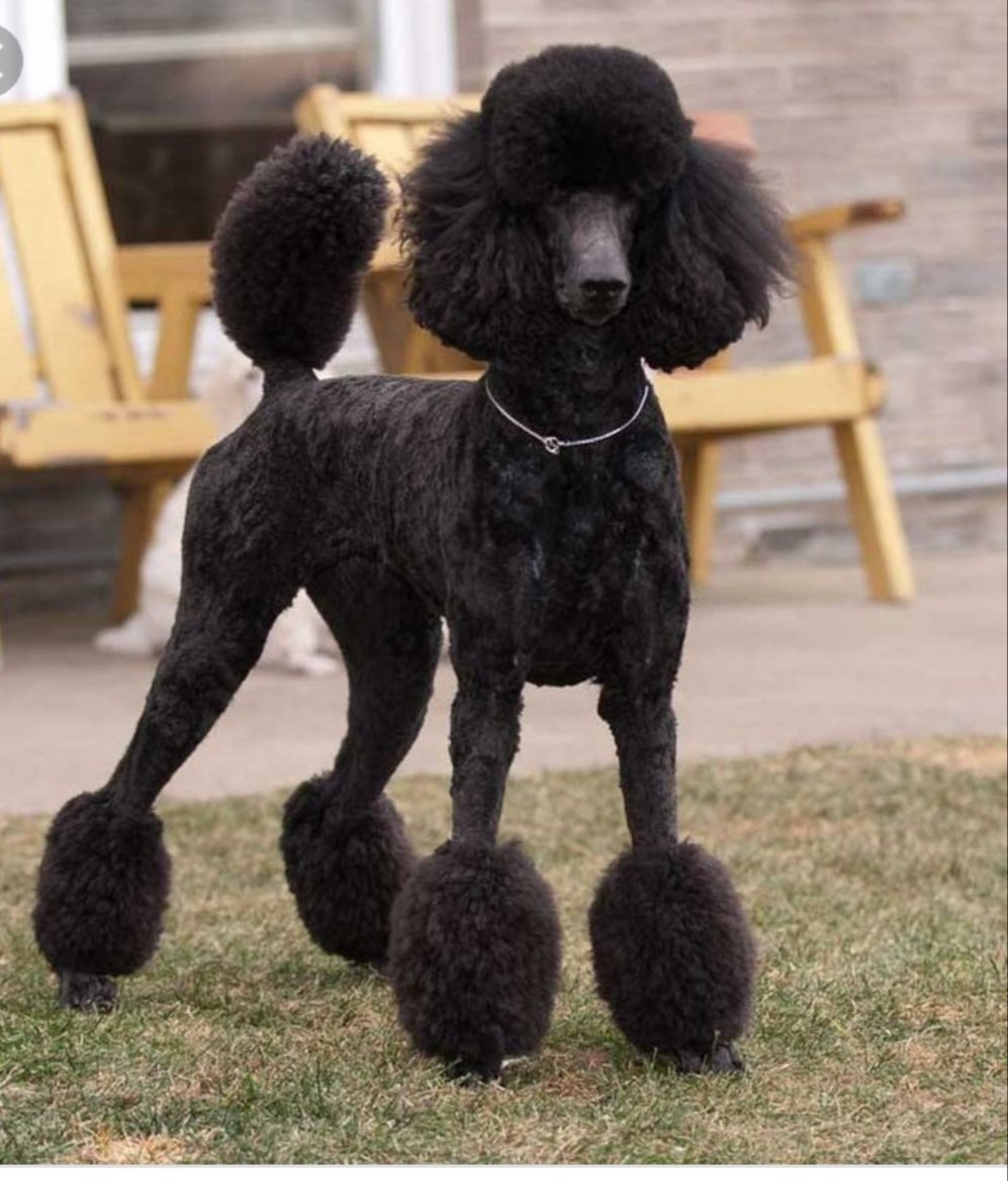 Пудель мальтипу