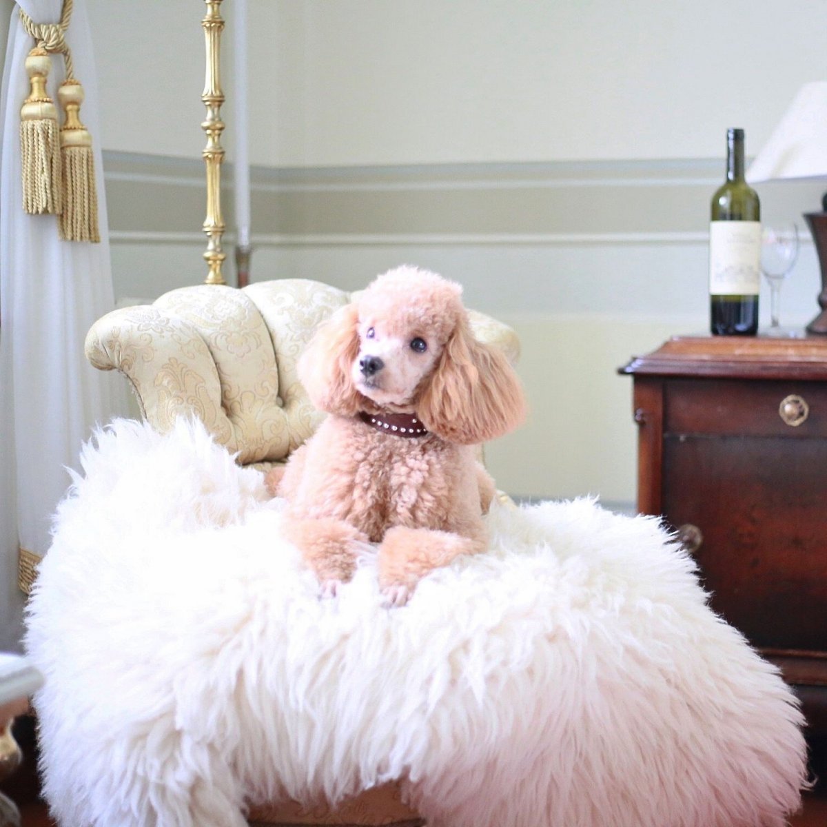 Той пудель мальтипу