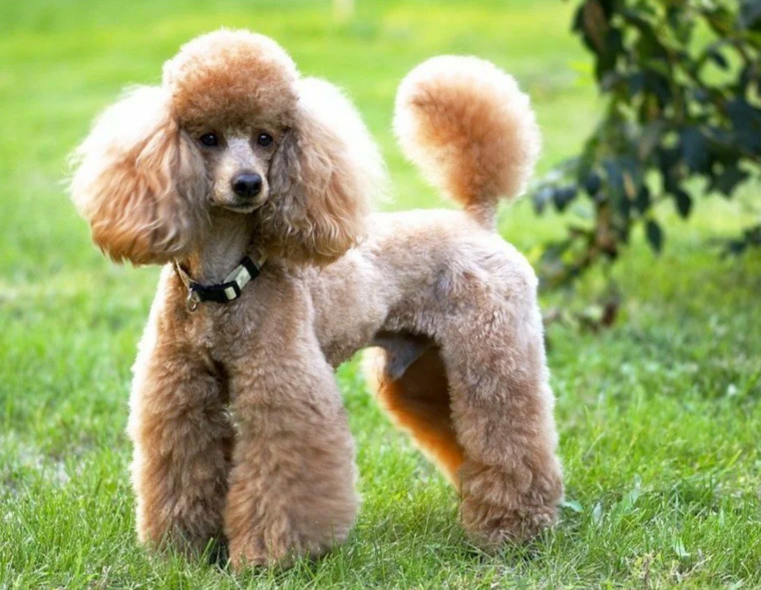 Французский пудель карликовый