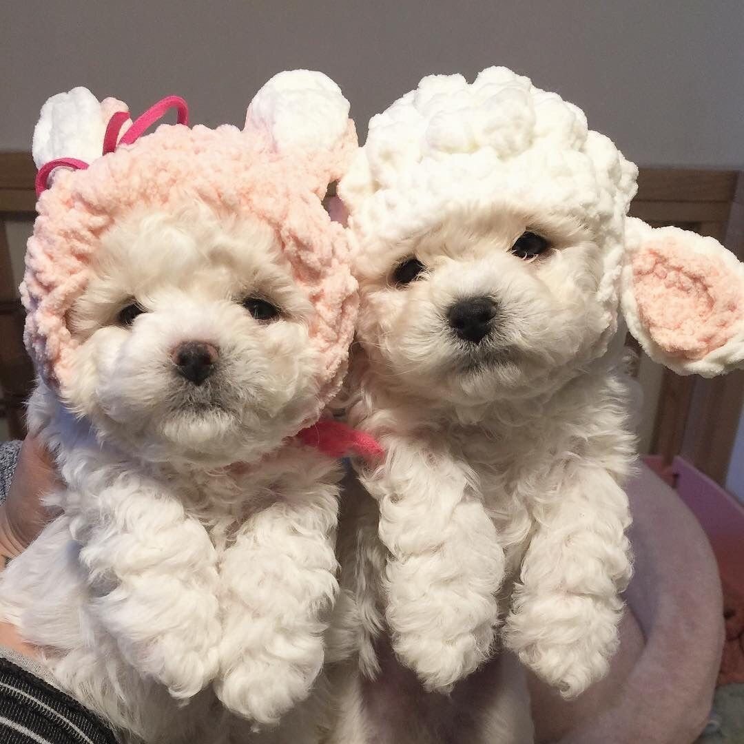 Той пудель мишка