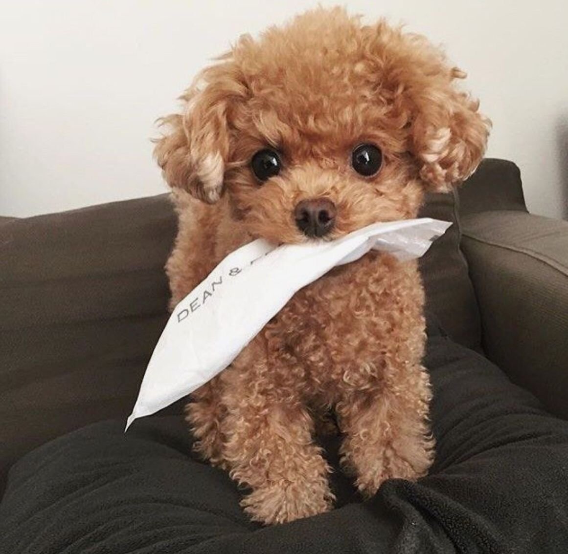 Карликовый Королевский пудель