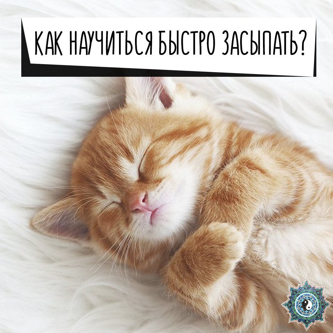 Спящий рыжий котенок