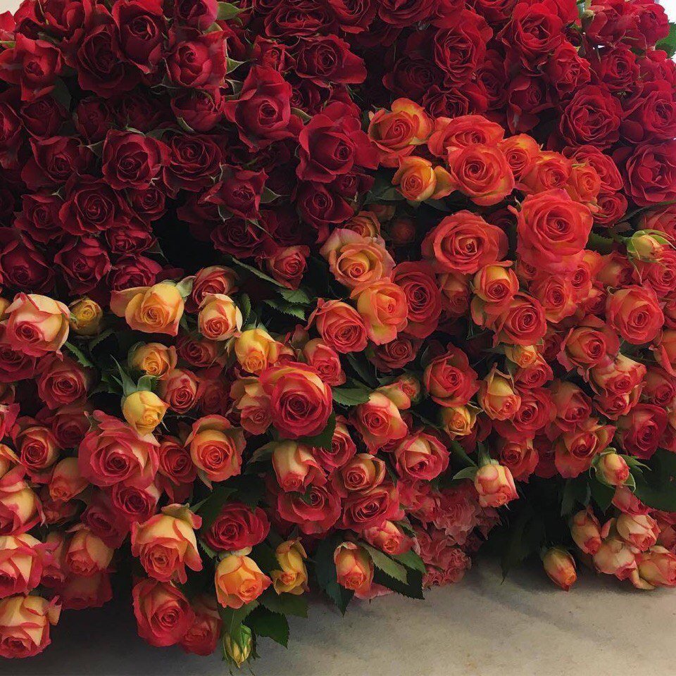 Розы в комнате