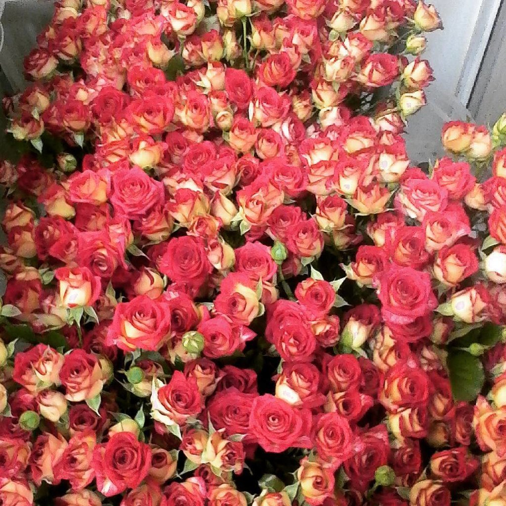 Миллион цветов