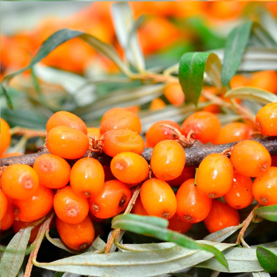 Облепиха иволистная