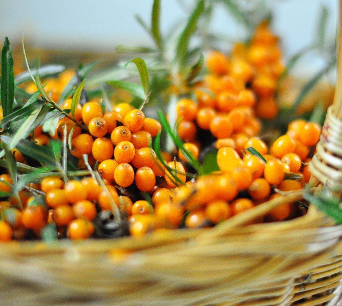 Облепиха зеленая