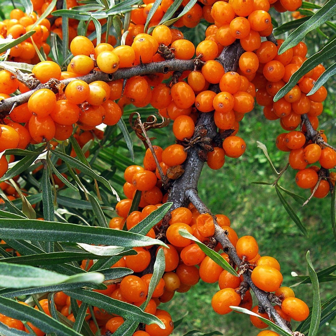 Облепиха Калининград