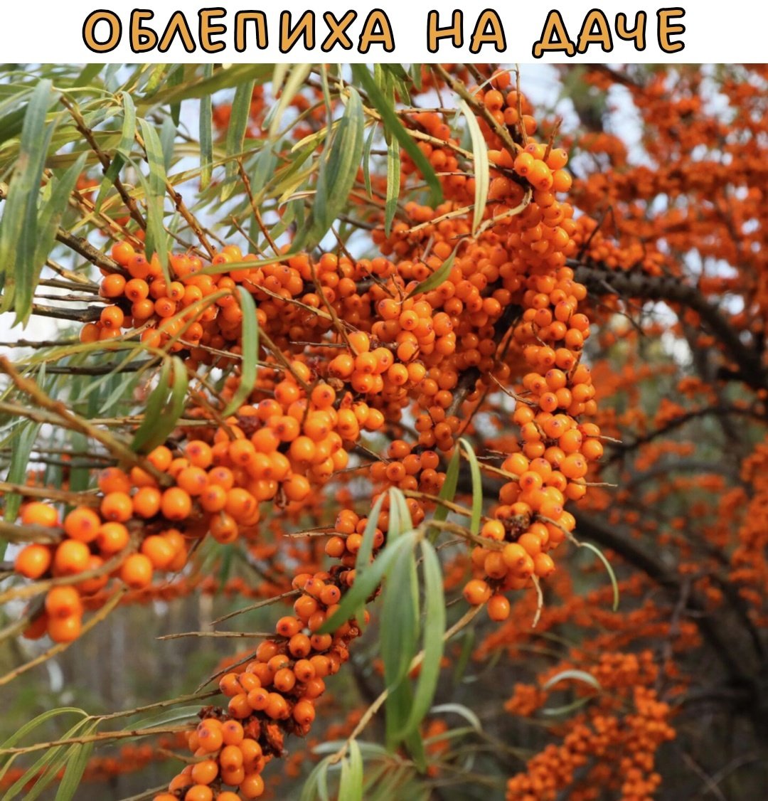 Облепиха картинки красивые