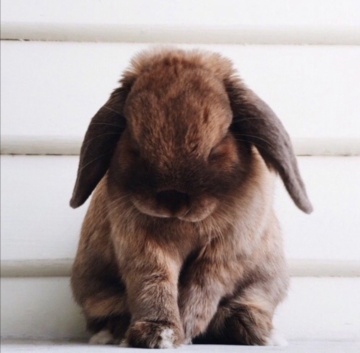 Грустный заяц