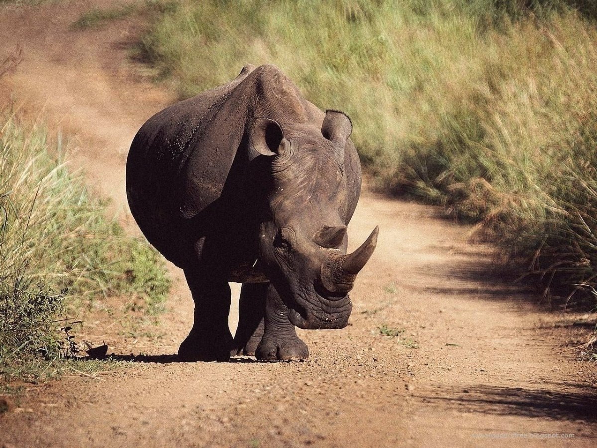 Javan Rhino