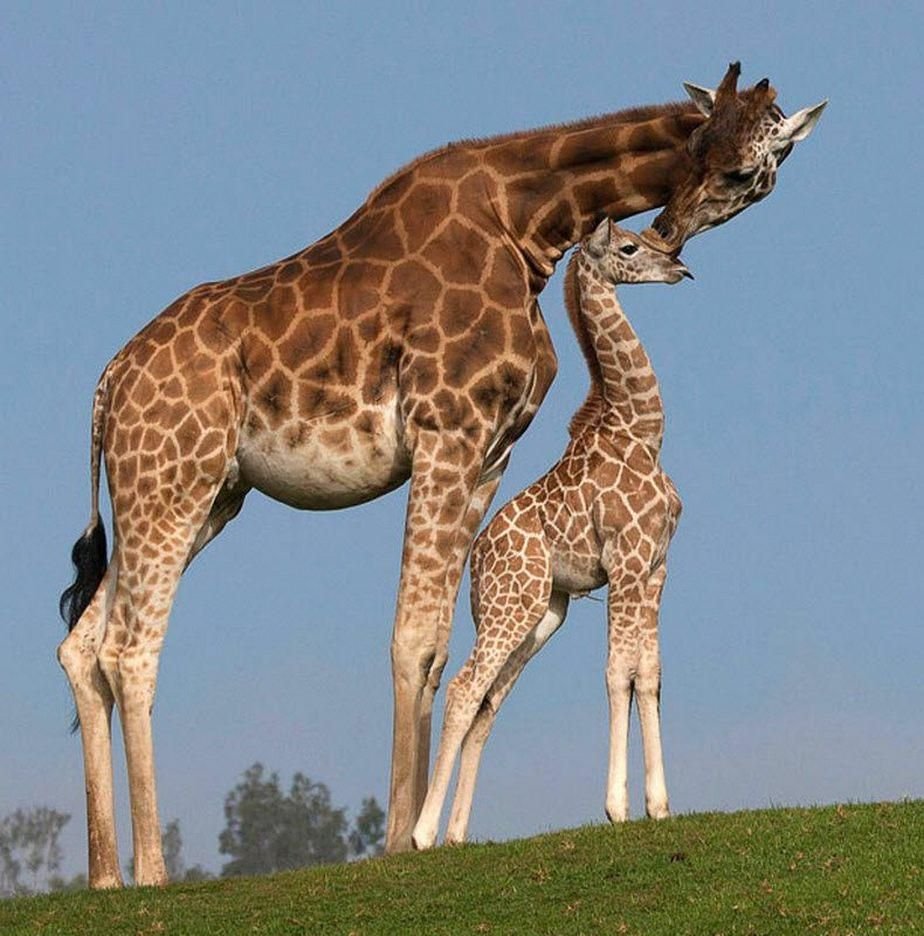 Жираф и жирафиха