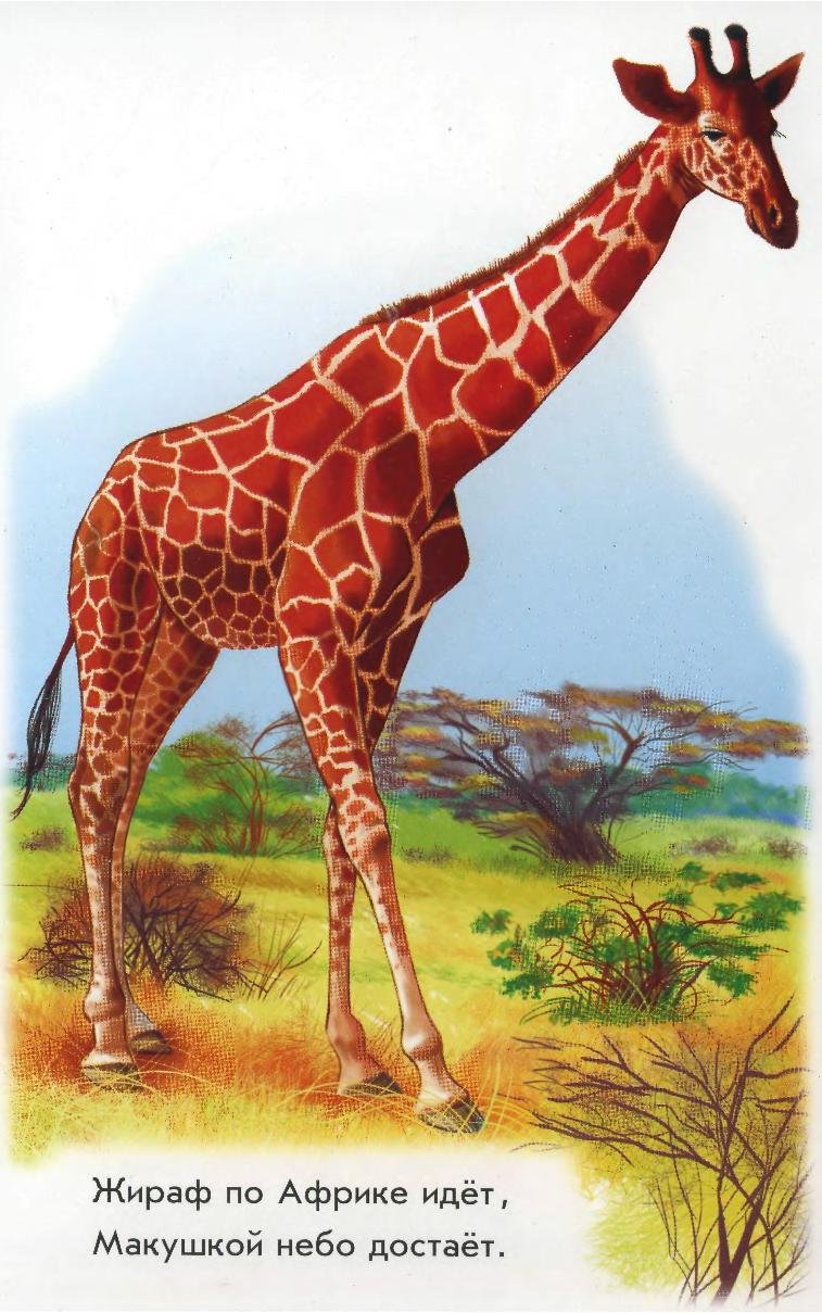 Детям о животных жарких стран