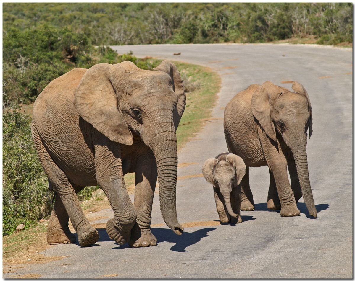 Животные мамы и папы
