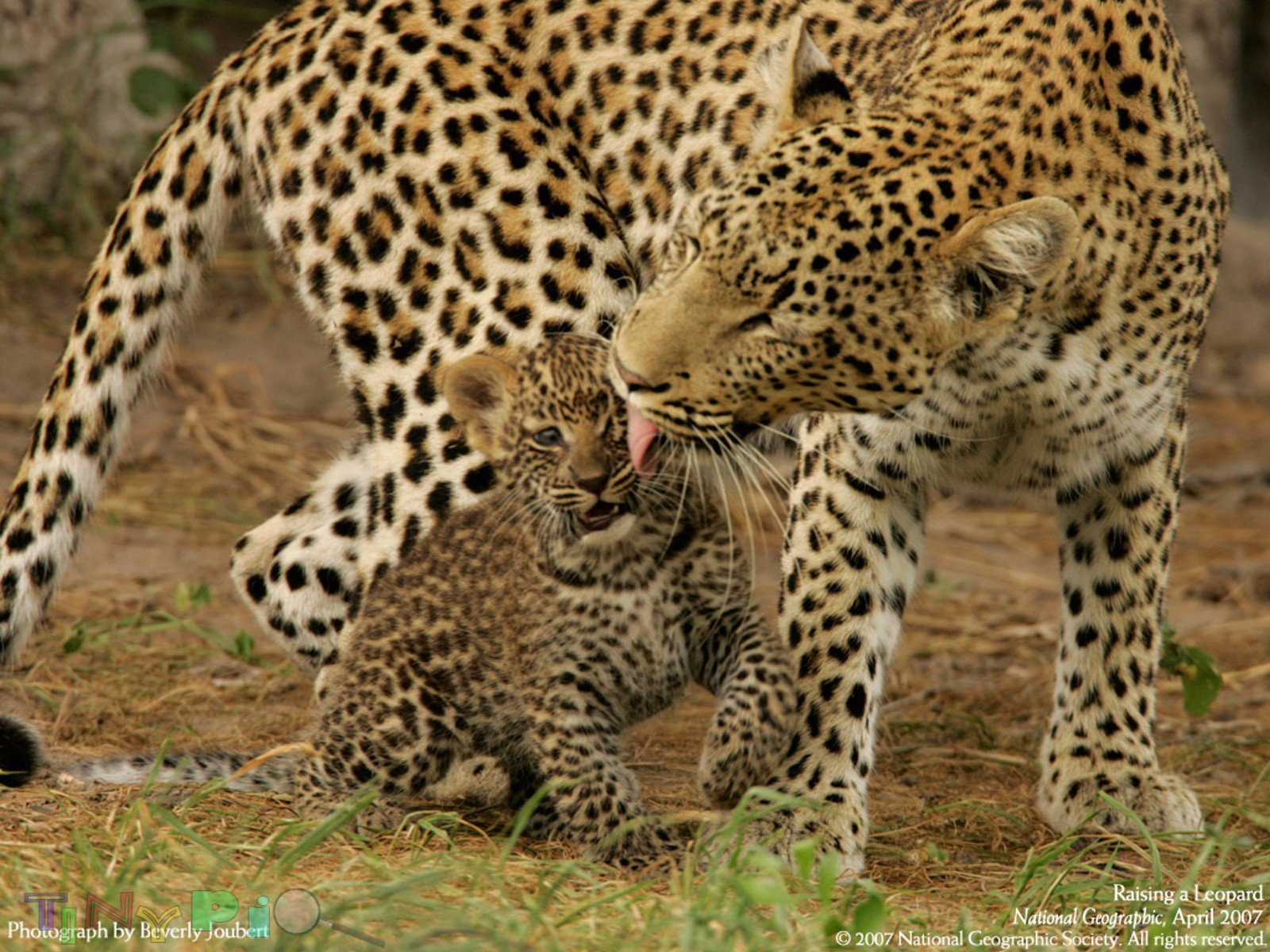 Очень много крупных и быстрых животных. Леопард. Детеныш леопарда. Леопард с детками. Животные жарких стран.